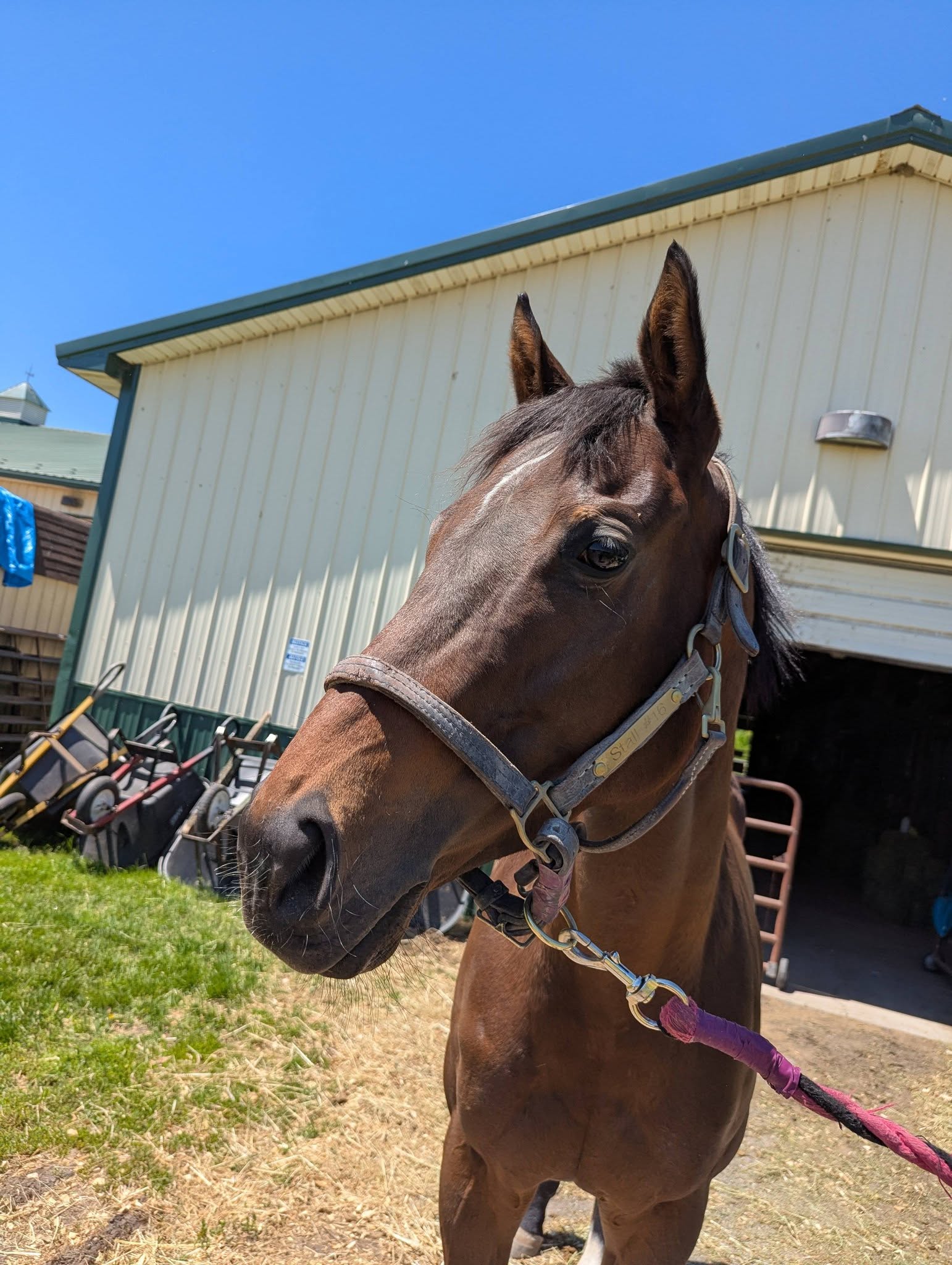 Rezquia, 3yo Thoroughbred mare, 15.2hh