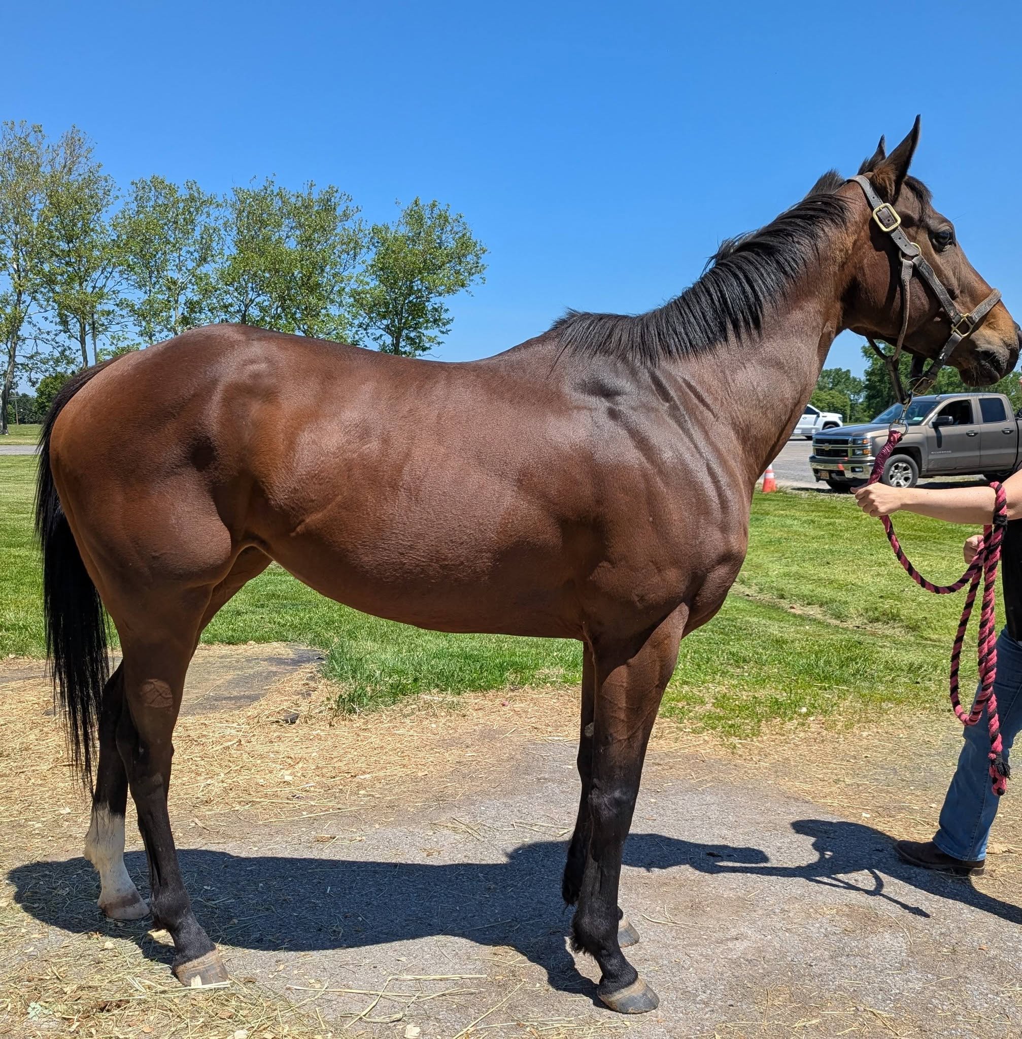 Rezquia, 3yo Thoroughbred mare, 15.2hh
