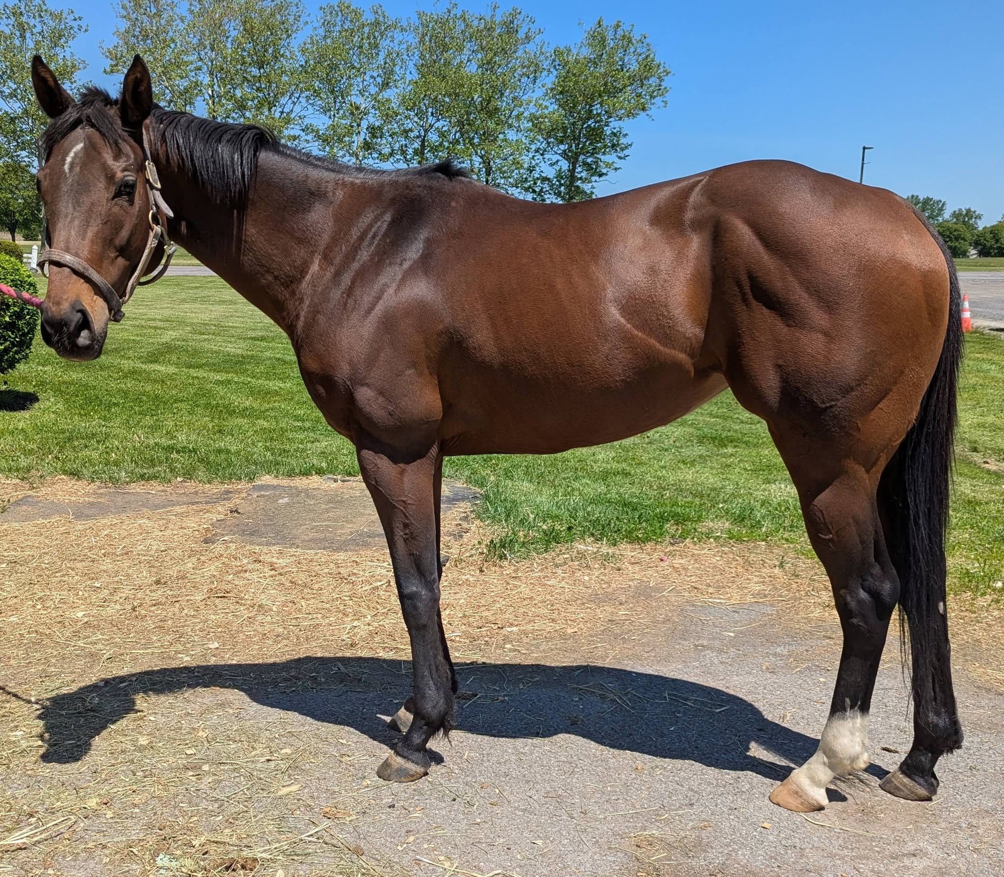 Rezquia, 3yo Thoroughbred mare, 15.2hh