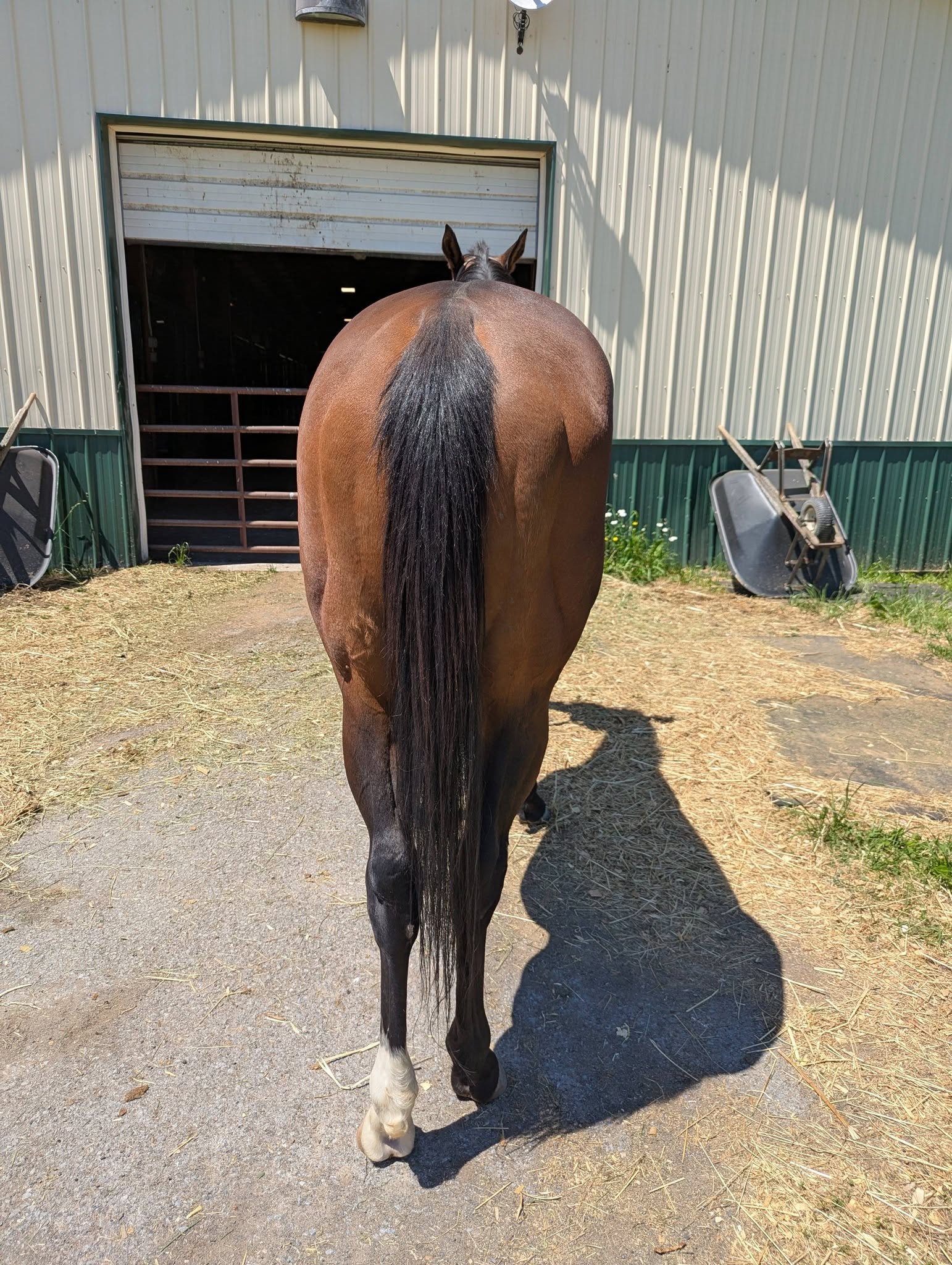 Rezquia, 3yo Thoroughbred mare, 15.2hh