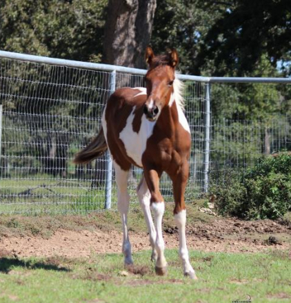 ADDISON (Derek), 6yo APHA Paint filly