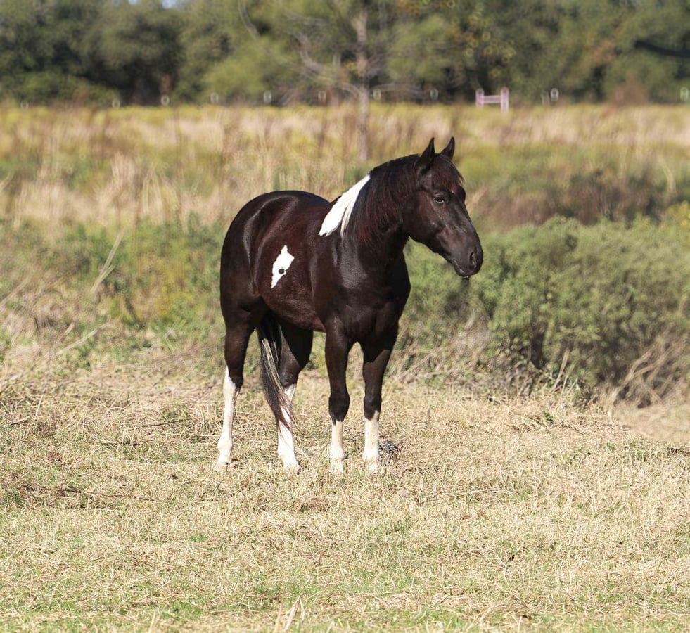 American Paint Horse, 5yo American Paint Horse gelding, 14hh