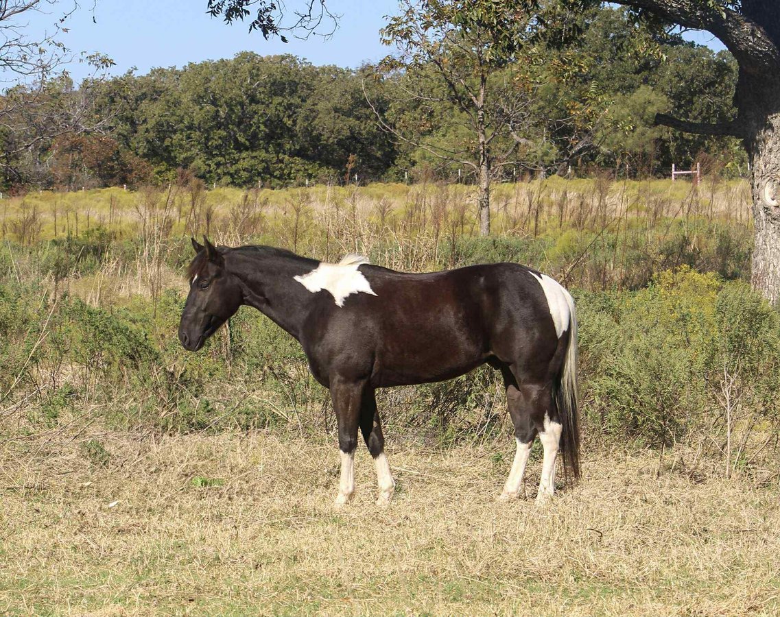 American Paint Horse, 5yo American Paint Horse gelding, 14hh