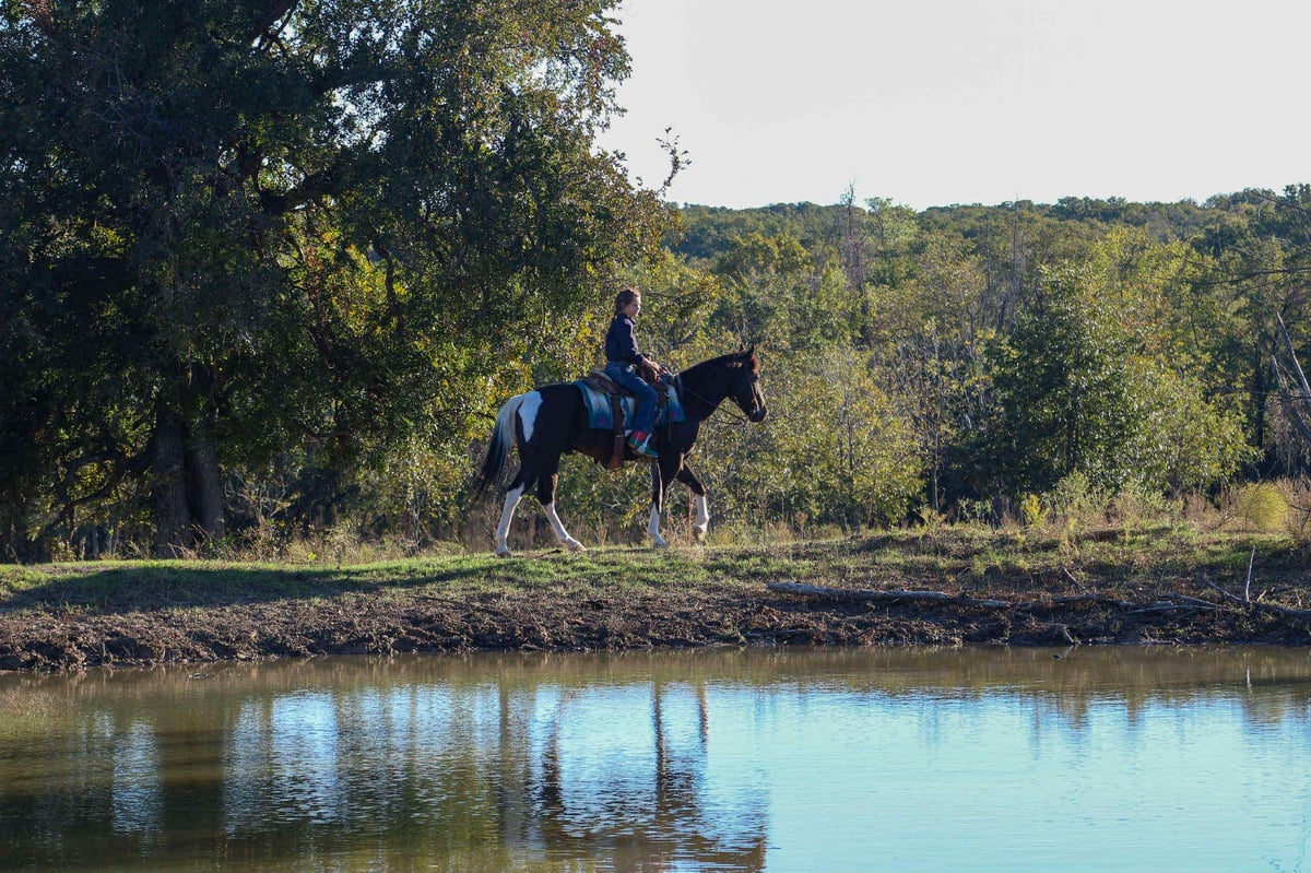 American Paint Horse, 5yo American Paint Horse gelding, 14hh