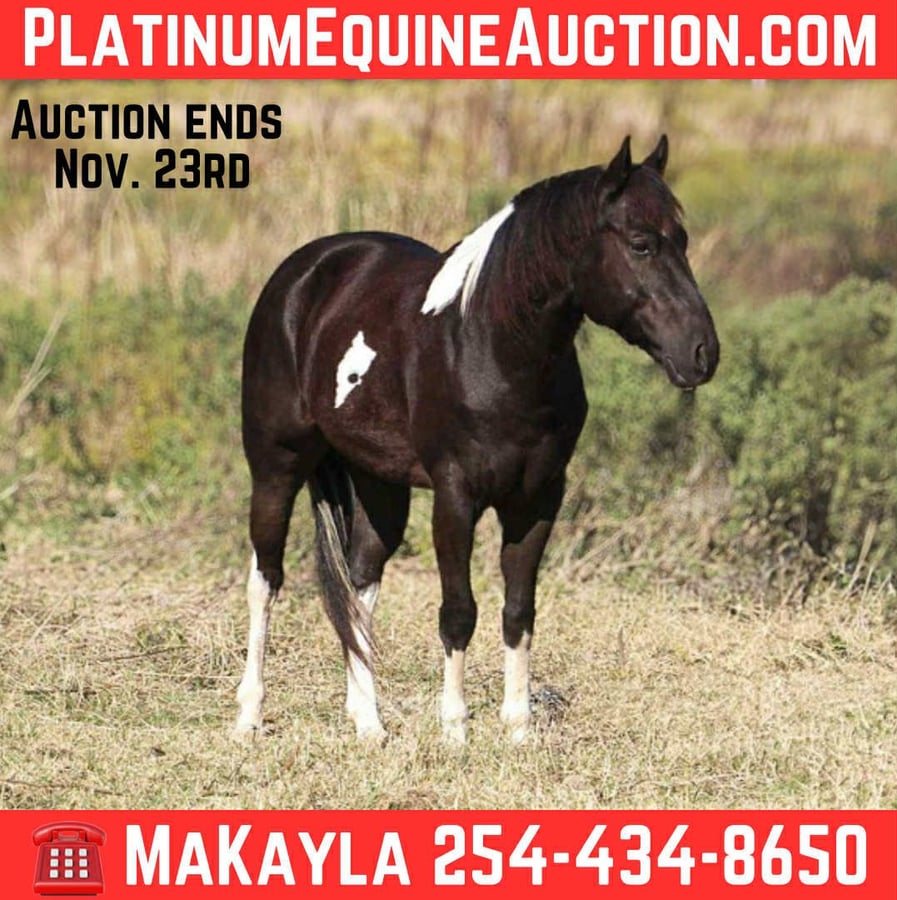 American Paint Horse, 5yo American Paint Horse gelding, 14hh