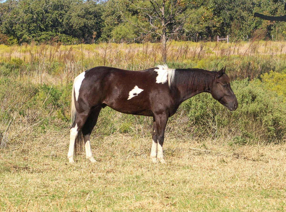 American Paint Horse, 5yo American Paint Horse gelding, 14hh