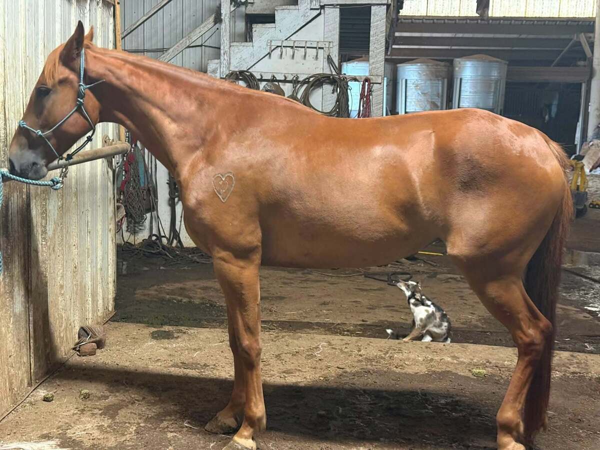 Seven of 9, 4yo American Quarter Horse/Tennessee Walking Horse mare, 15.0hh