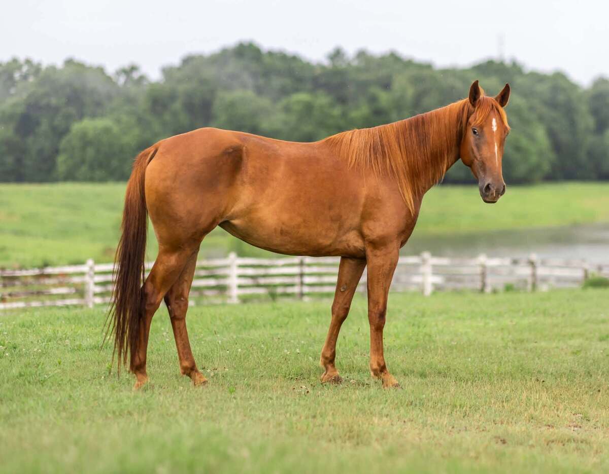 Seven of 9, 4yo American Quarter Horse/Tennessee Walking Horse mare, 15.0hh