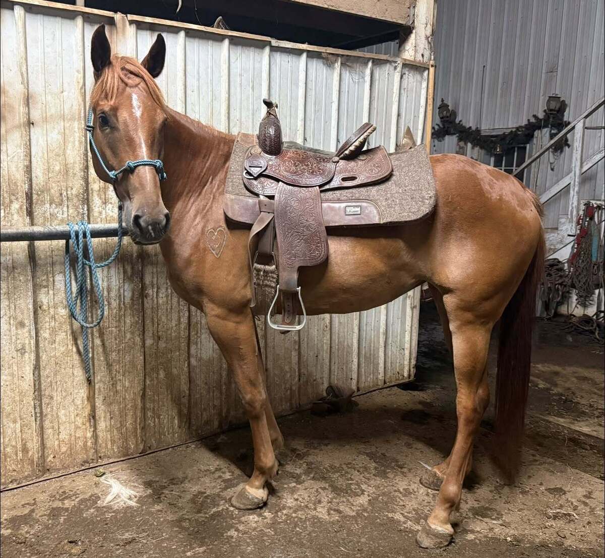 Seven of 9, 4yo American Quarter Horse/Tennessee Walking Horse mare, 15.0hh
