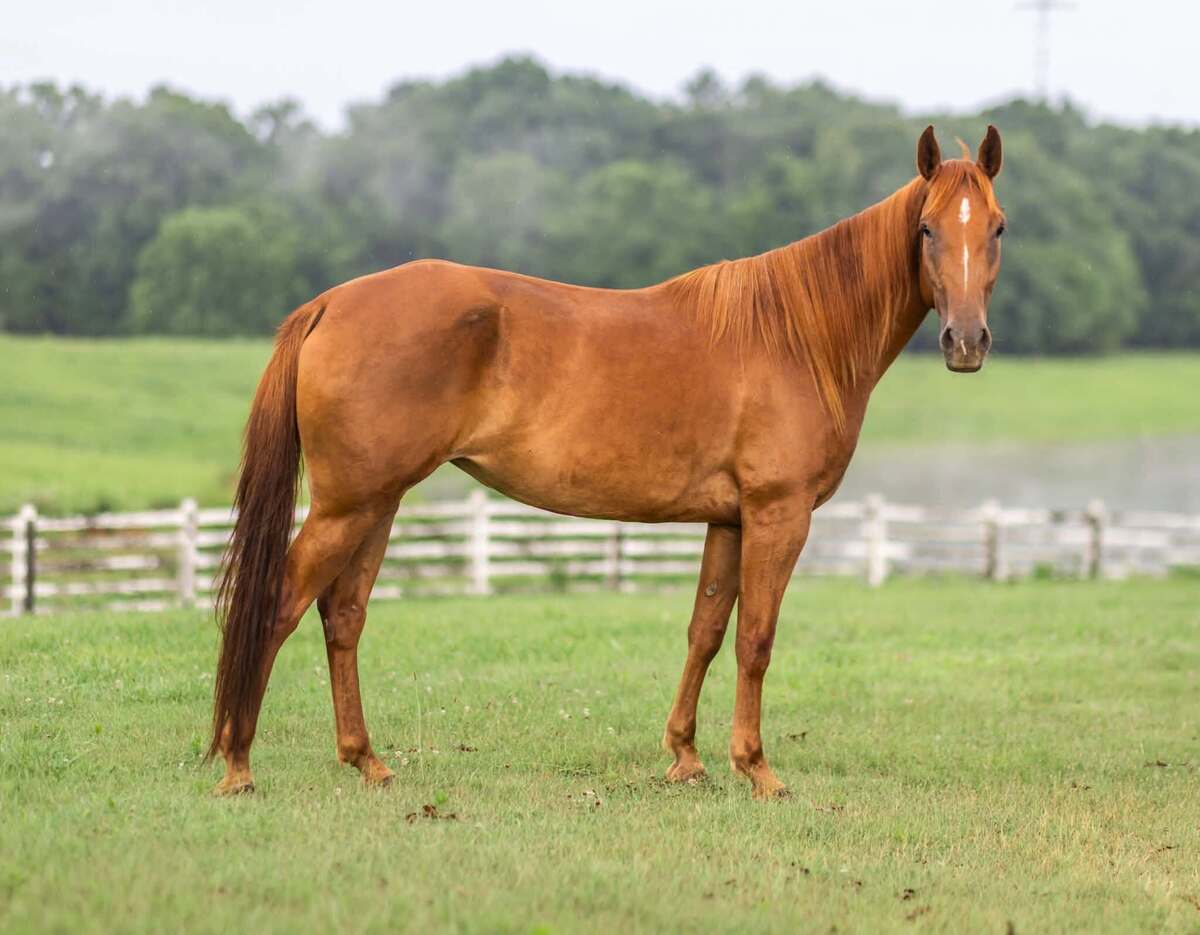 Seven of 9, 4yo American Quarter Horse/Tennessee Walking Horse mare, 15.0hh