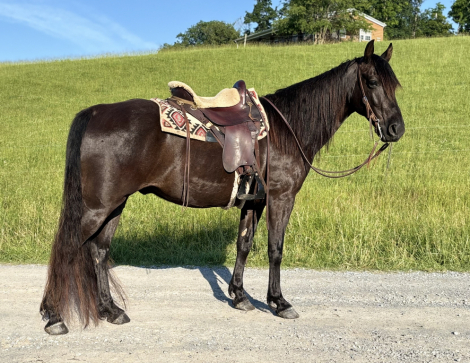 El Chico Freako (Chico), 9yo Tennessee Walking Horse gelding, 14.3hh
