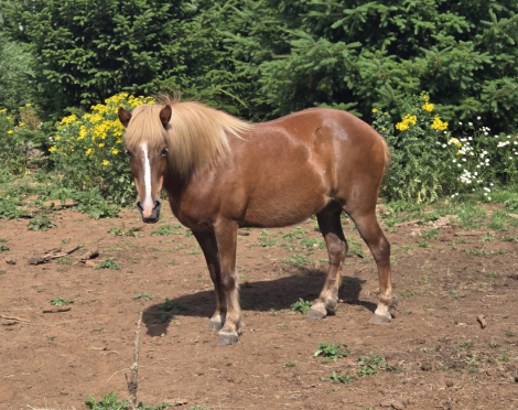 Syra, 16yo Icelandic mare, 13.2hh