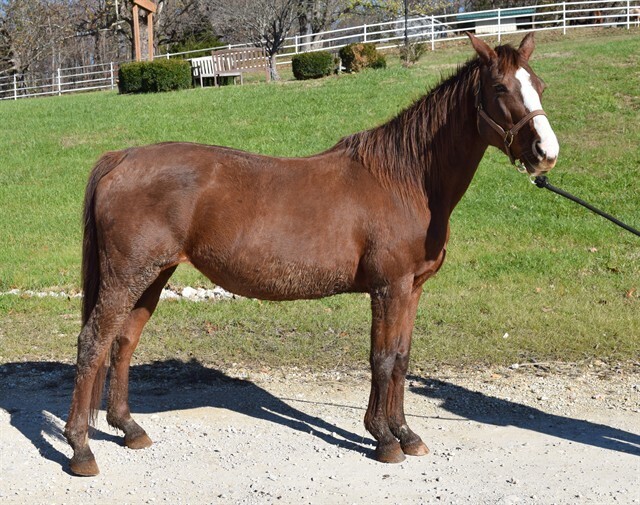Maci May, 17yo Missouri Fox Trotter mare, 15.0hh
