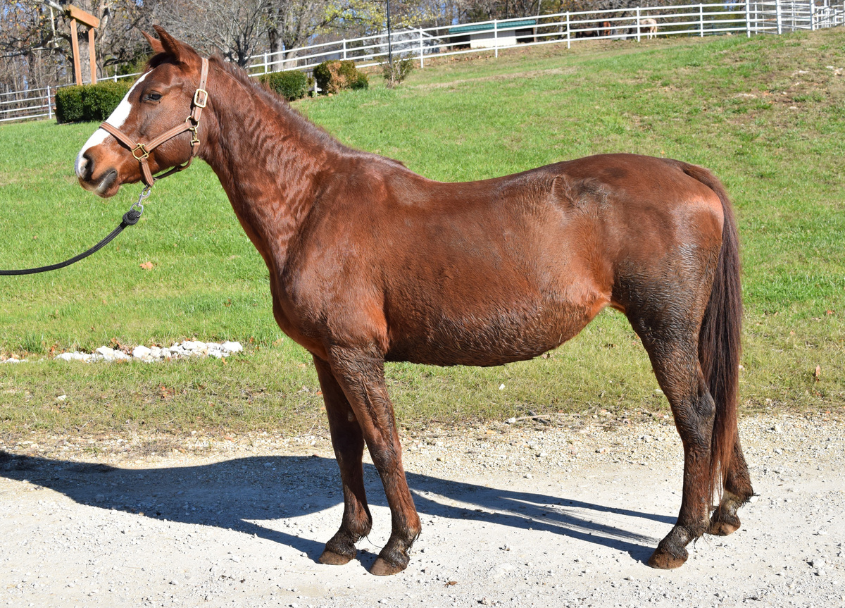 Maci May, 17yo Missouri Fox Trotter mare, 15.0hh