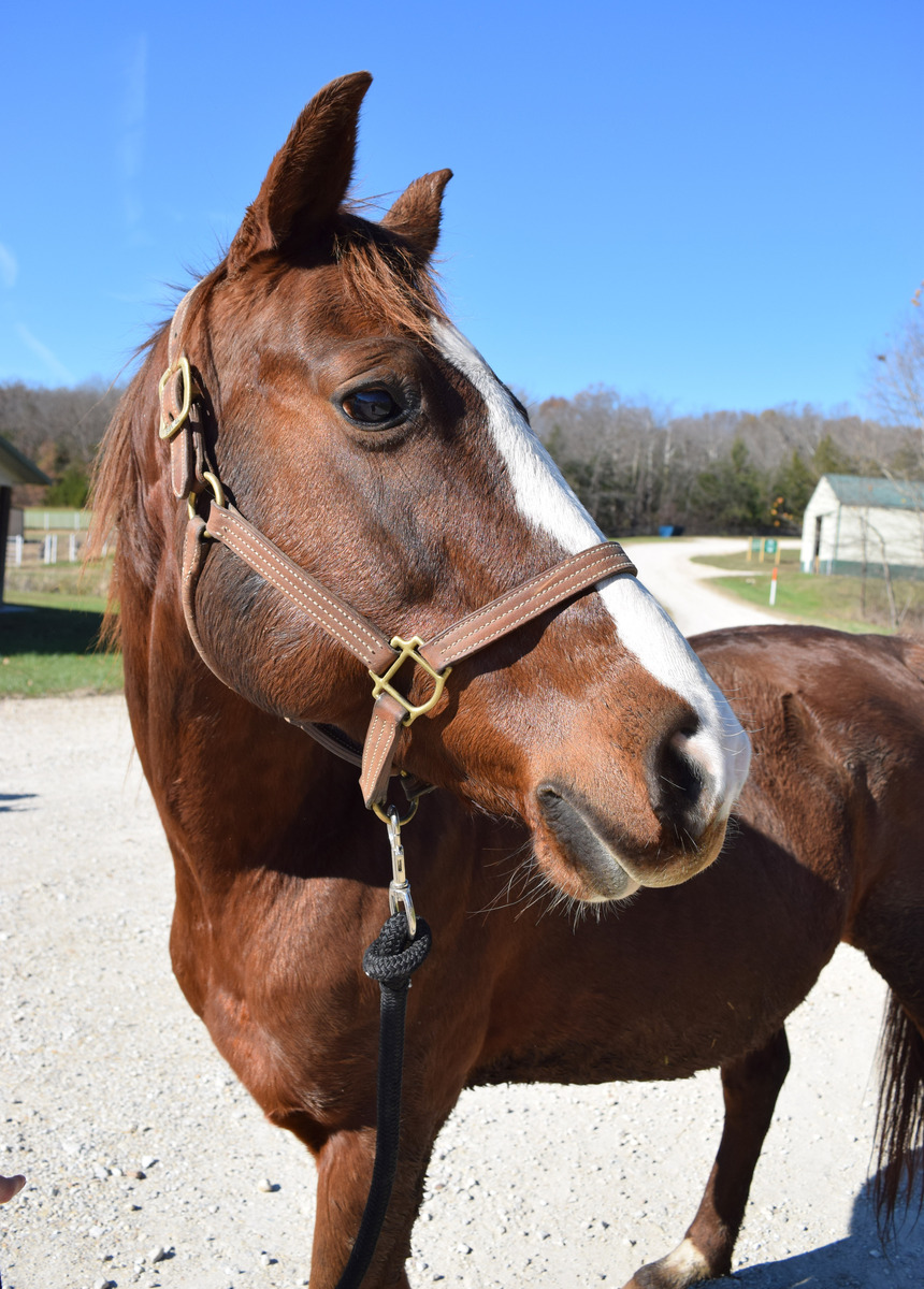 Maci May, 17yo Missouri Fox Trotter mare, 15.0hh