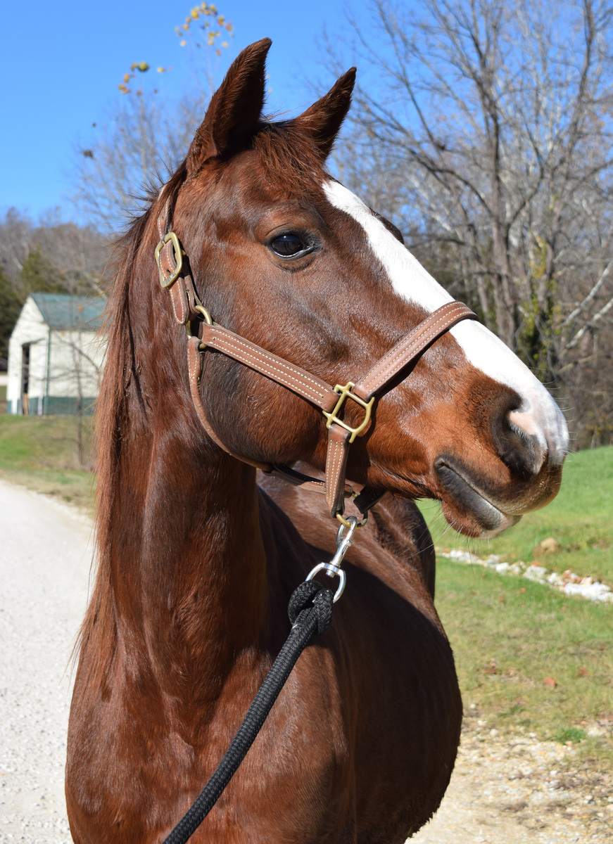 Maci May, 17yo Missouri Fox Trotter mare, 15.0hh