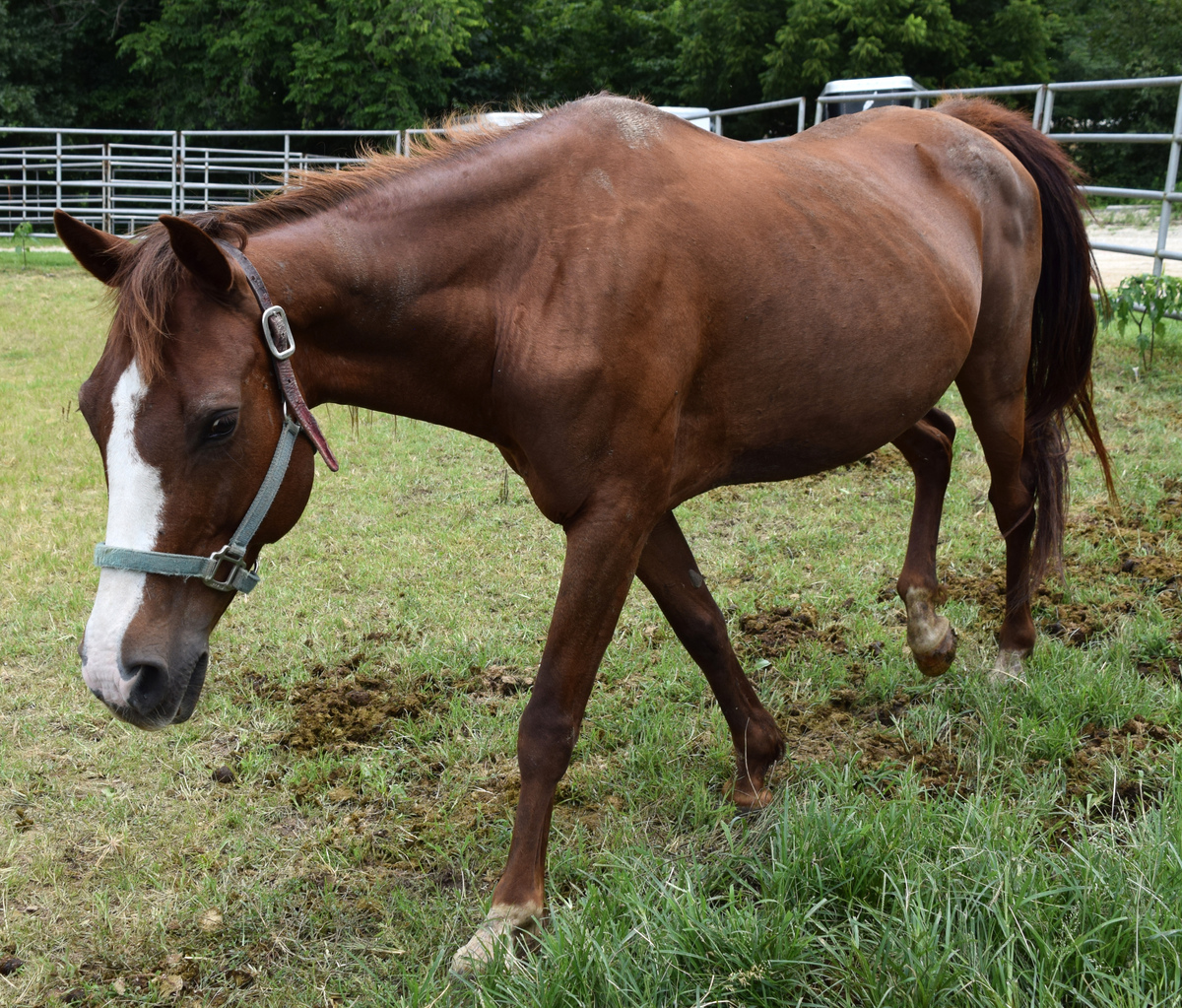 Maci May, 17yo Missouri Fox Trotter mare, 15.0hh