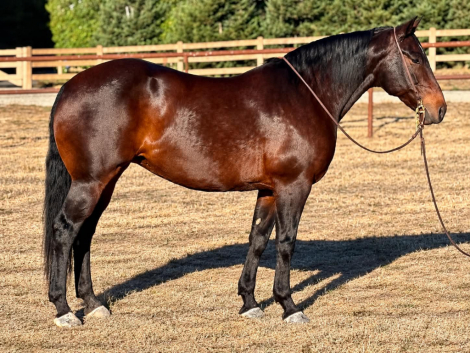 AIMEE, 8yo AQHA Quarter Horse Draft Horse mare, 15.2hh