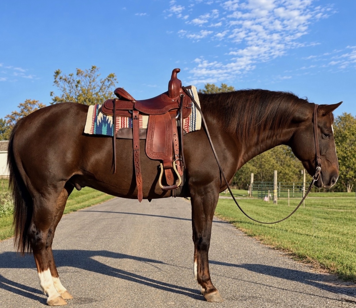 Donny, 10yo Quarter Horse gelding, 15hh