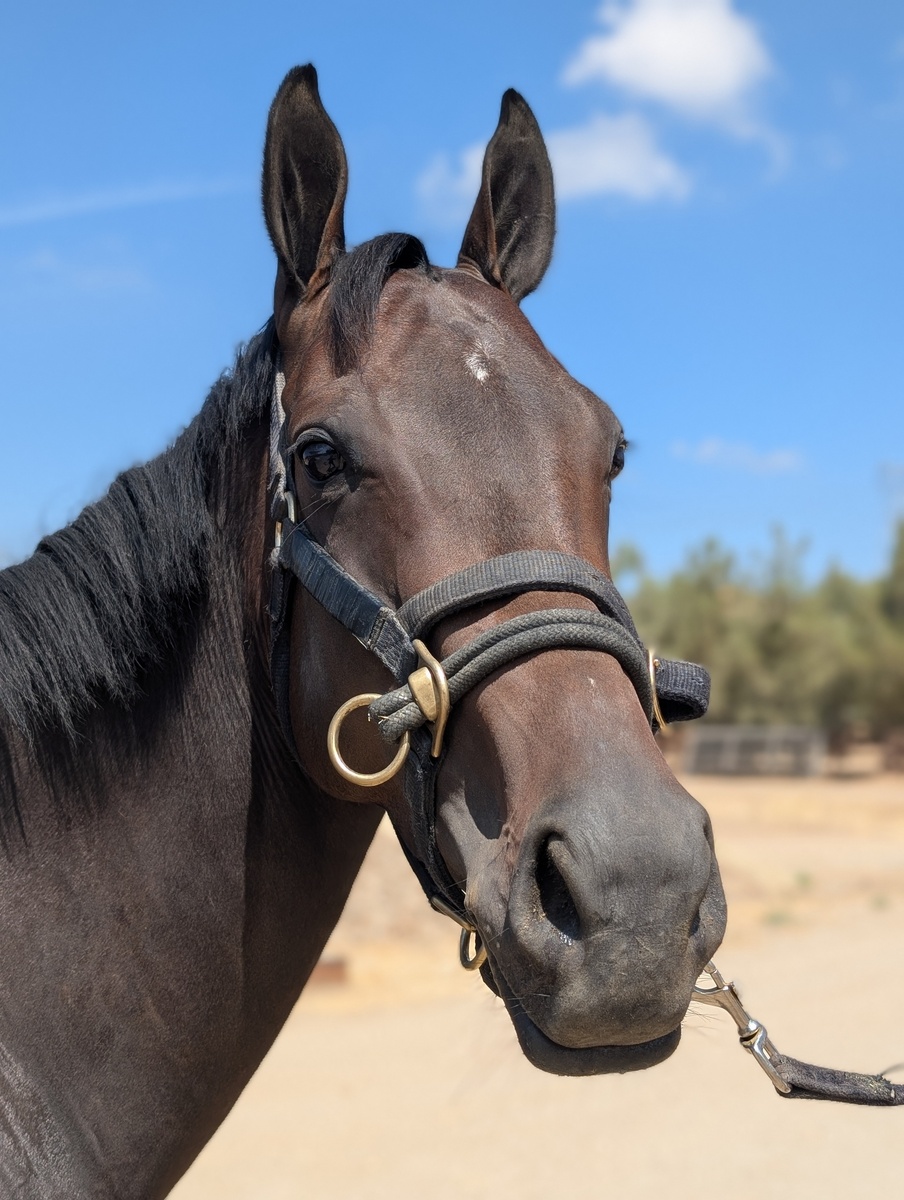 Cosette, 4yo Thoroughbred mare, 15.3hh