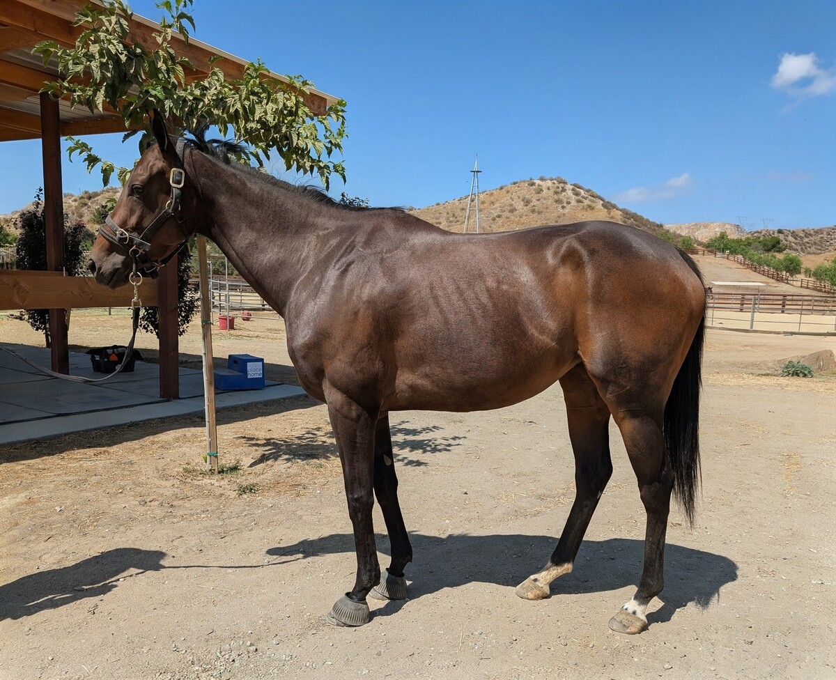 Cosette, 4yo Thoroughbred mare, 15.3hh