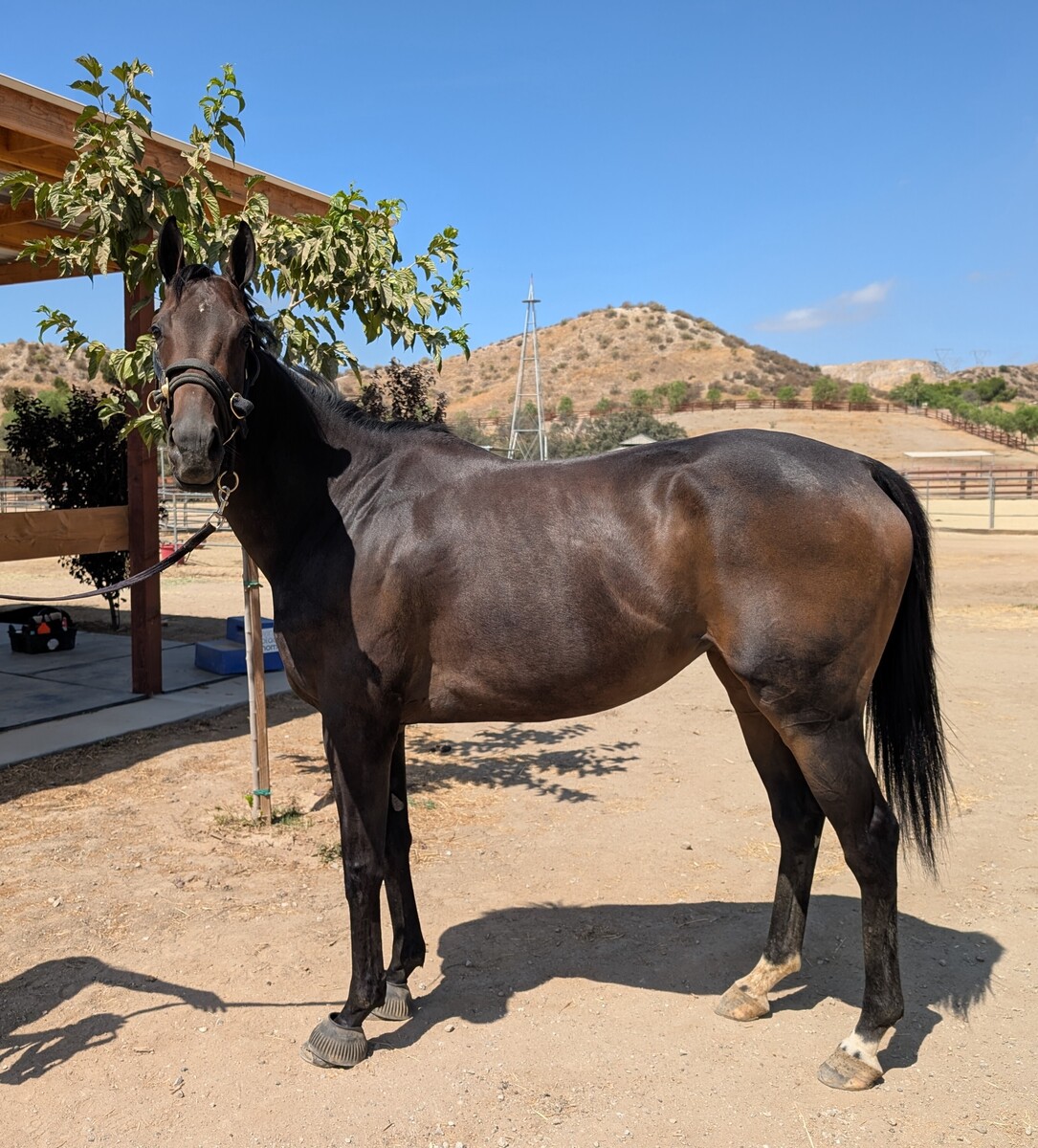 Cosette, 4yo Thoroughbred mare, 15.3hh