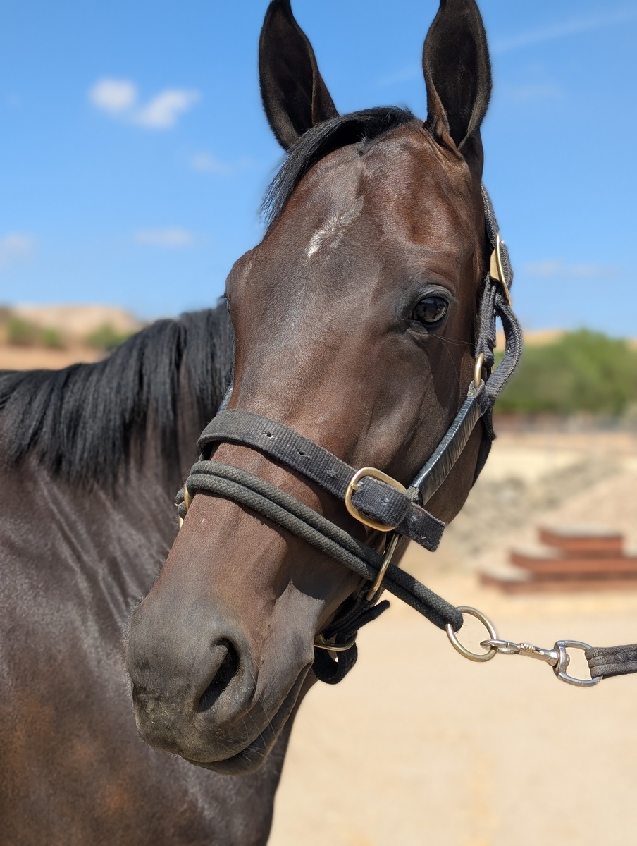 Cosette, 4yo Thoroughbred mare, 15.3hh