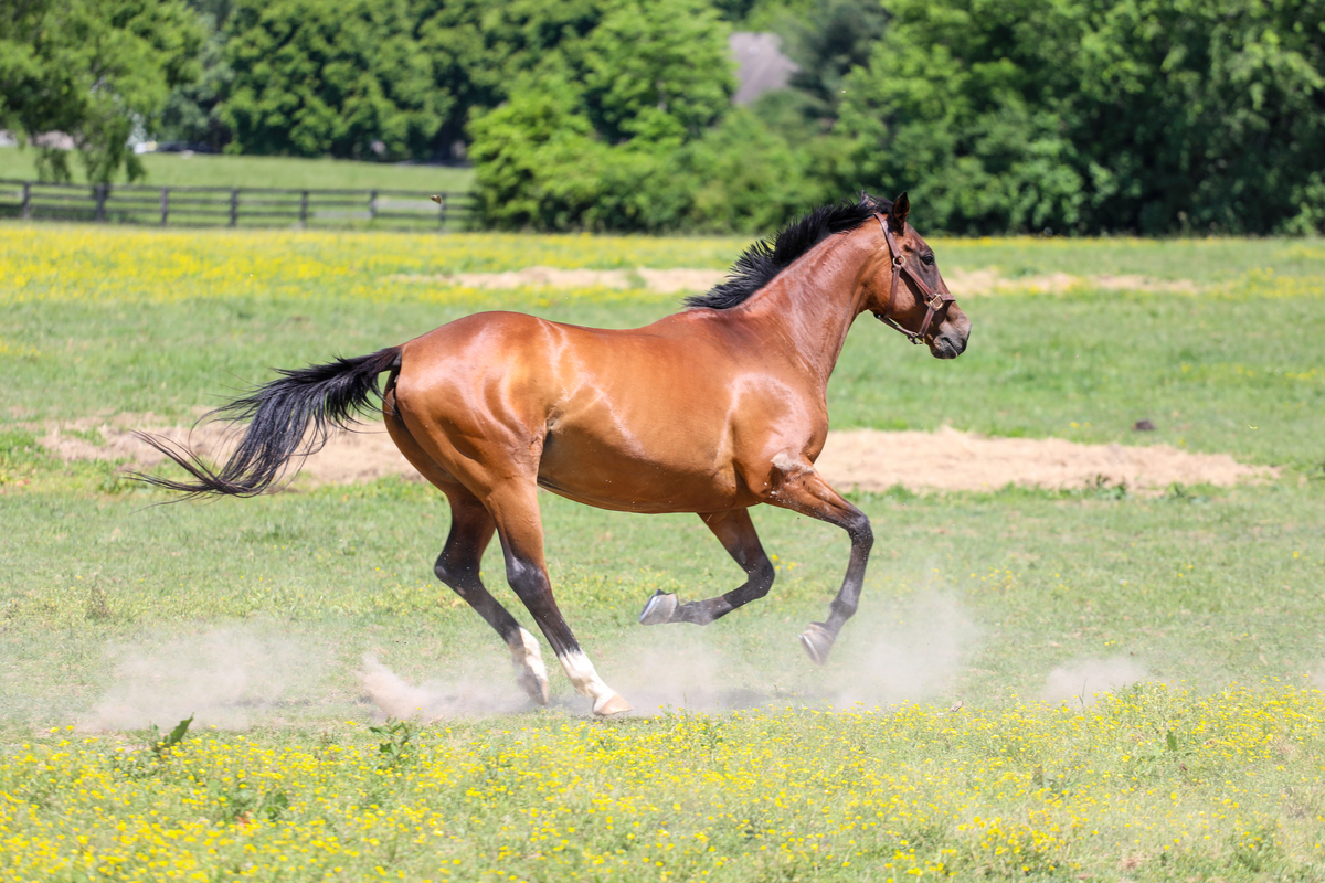 Dixieland Daisy, 19yo Thoroughbred mare, 15.3hh