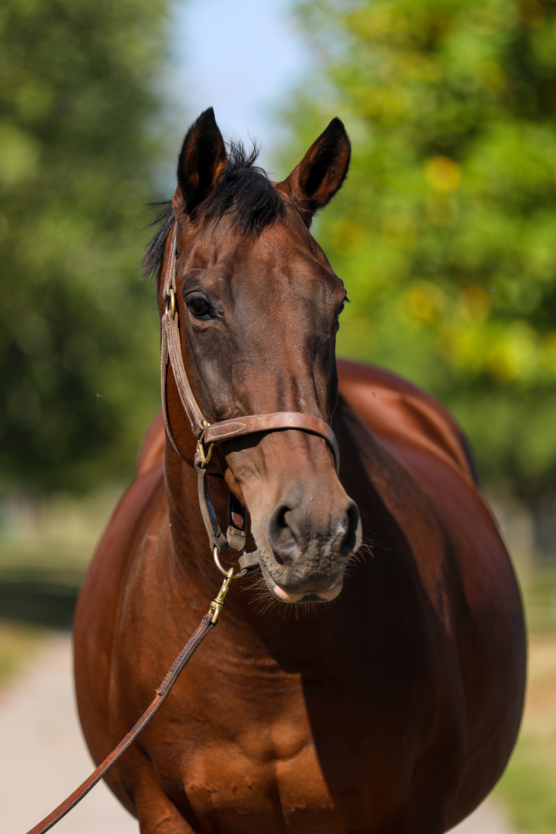 Dixieland Daisy, 19yo Thoroughbred mare, 15.3hh