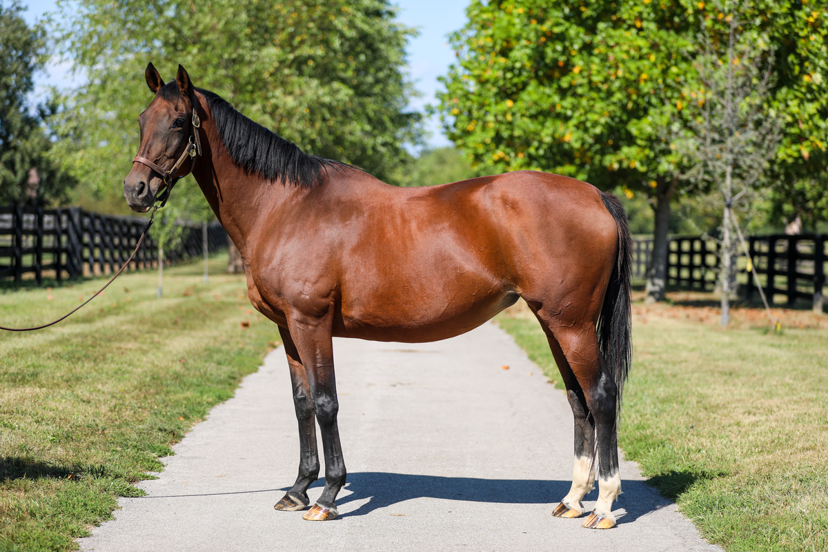 Dixieland Daisy, 19yo Thoroughbred mare, 15.3hh
