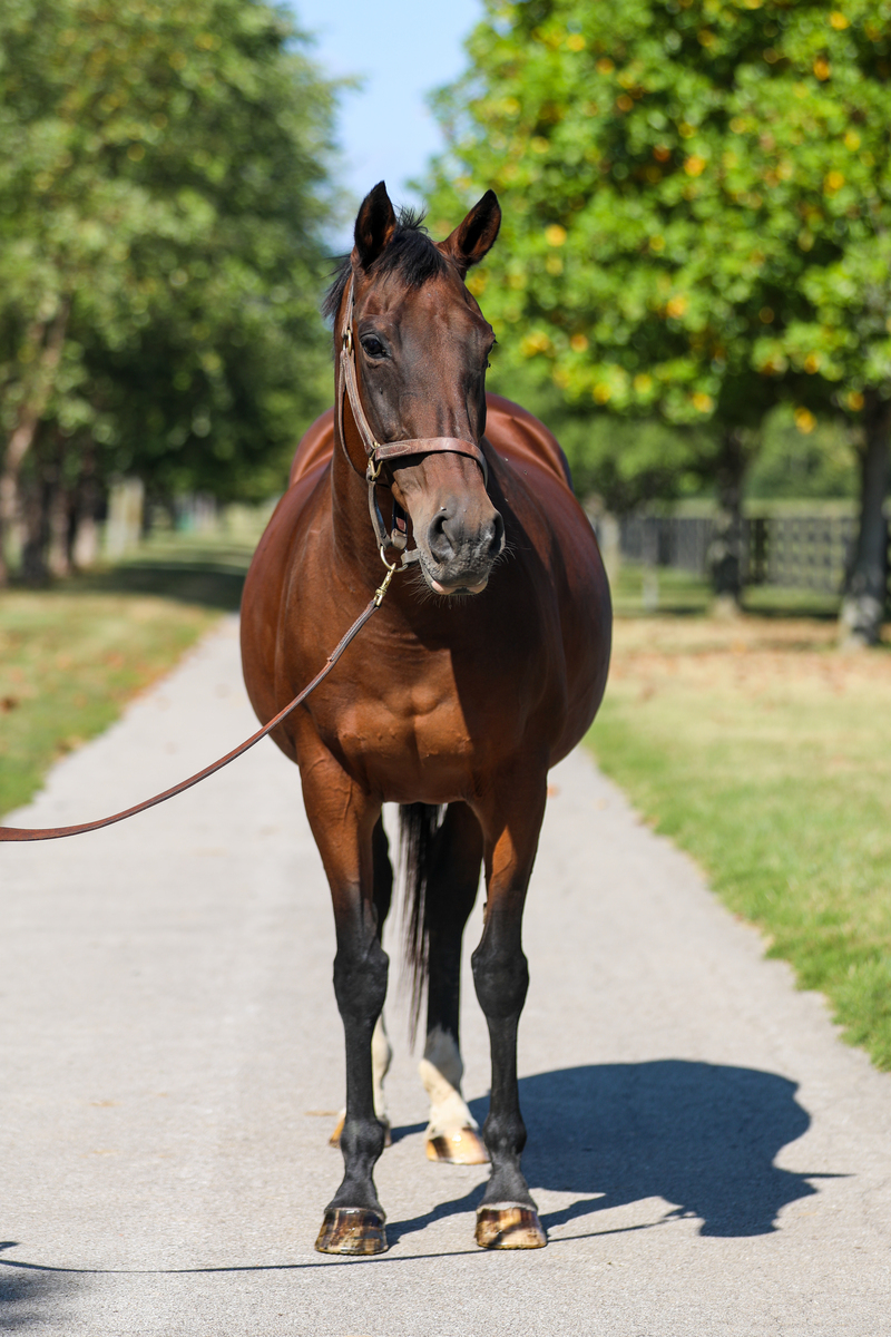 Dixieland Daisy, 19yo Thoroughbred mare, 15.3hh