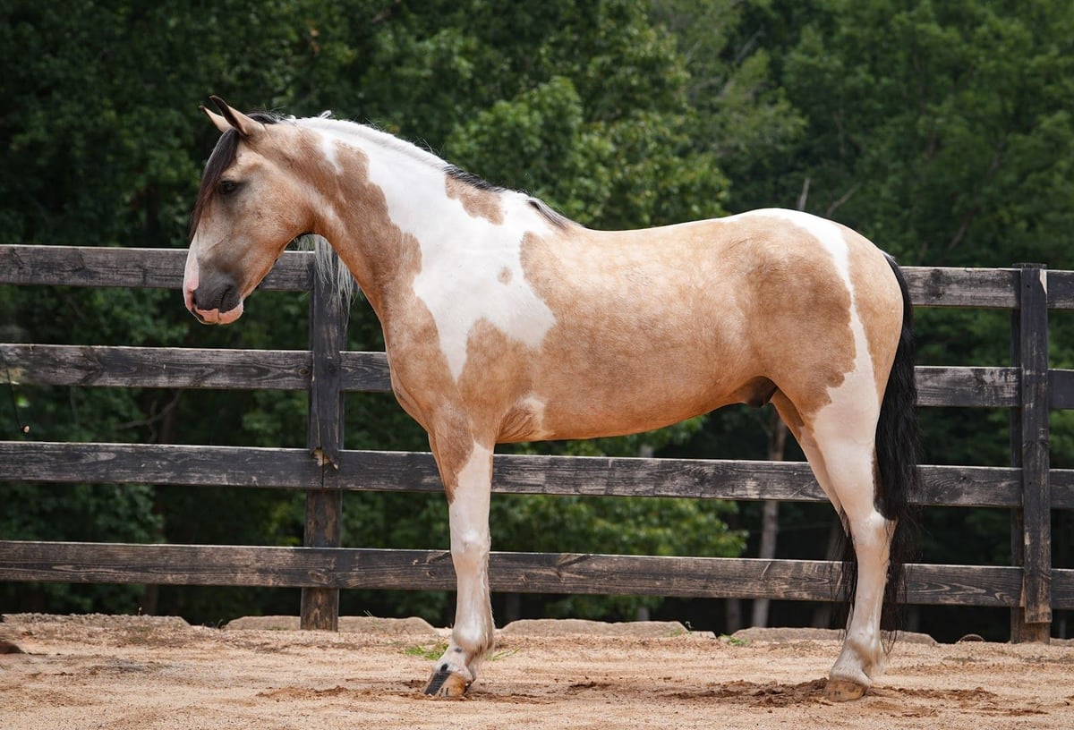 American Paint Horse, 6yo American Paint Horse Mix gelding