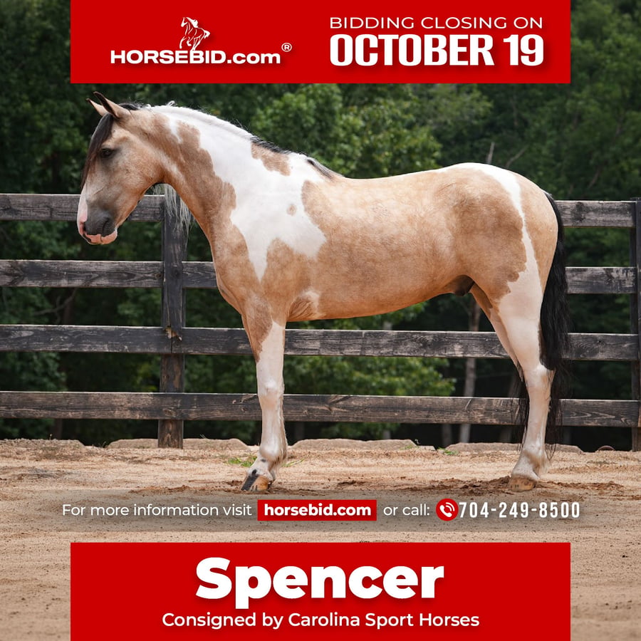 American Paint Horse, 6yo American Paint Horse Mix gelding