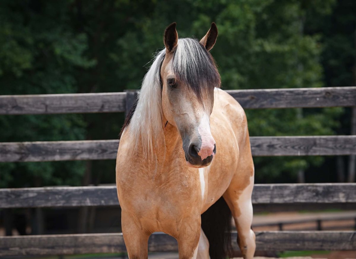 American Paint Horse, 6yo American Paint Horse Mix gelding