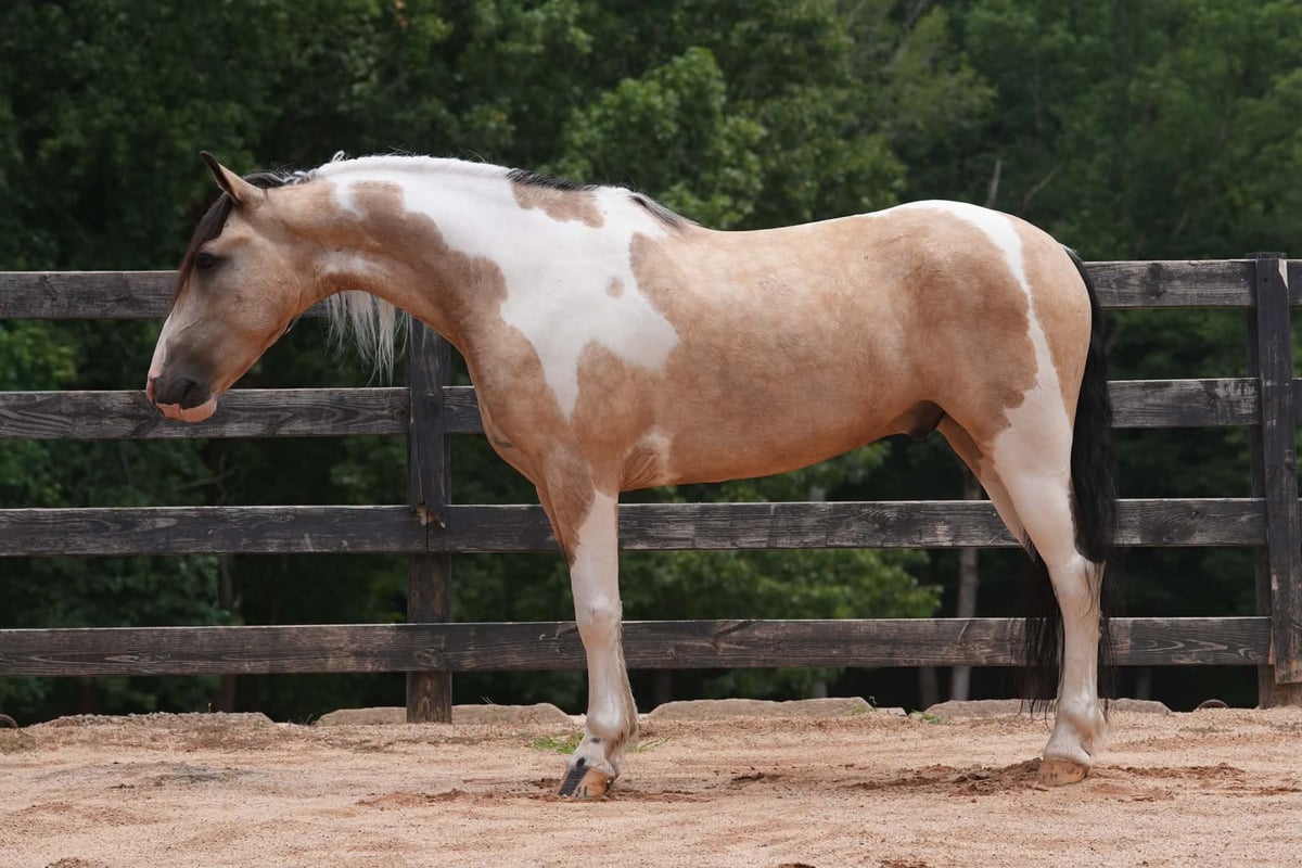 American Paint Horse, 6yo American Paint Horse Mix gelding