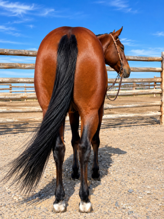 Cats Red Pepto (Hot Wheels), 5yo AQHA Quarter Horse gelding, 14.3hh