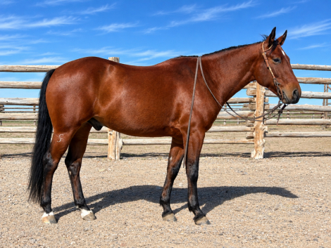 Cats Red Pepto (Hot Wheels), 5yo AQHA Quarter Horse gelding, 14.3hh