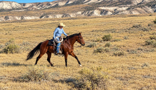 Cats Red Pepto (Hot Wheels), 5yo AQHA Quarter Horse gelding, 14.3hh