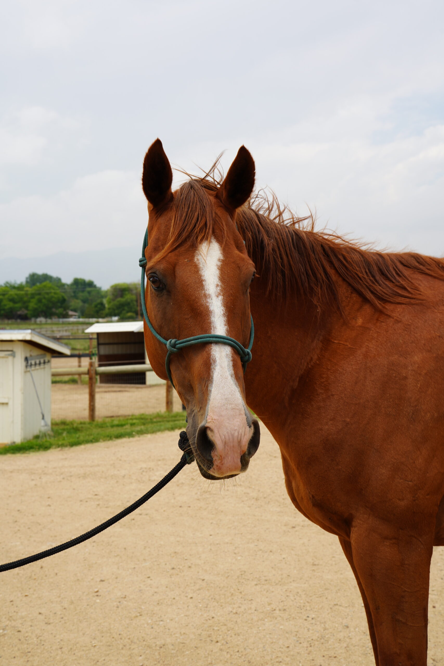 Chet, 14yo Quarter Horse gelding, 16hh
