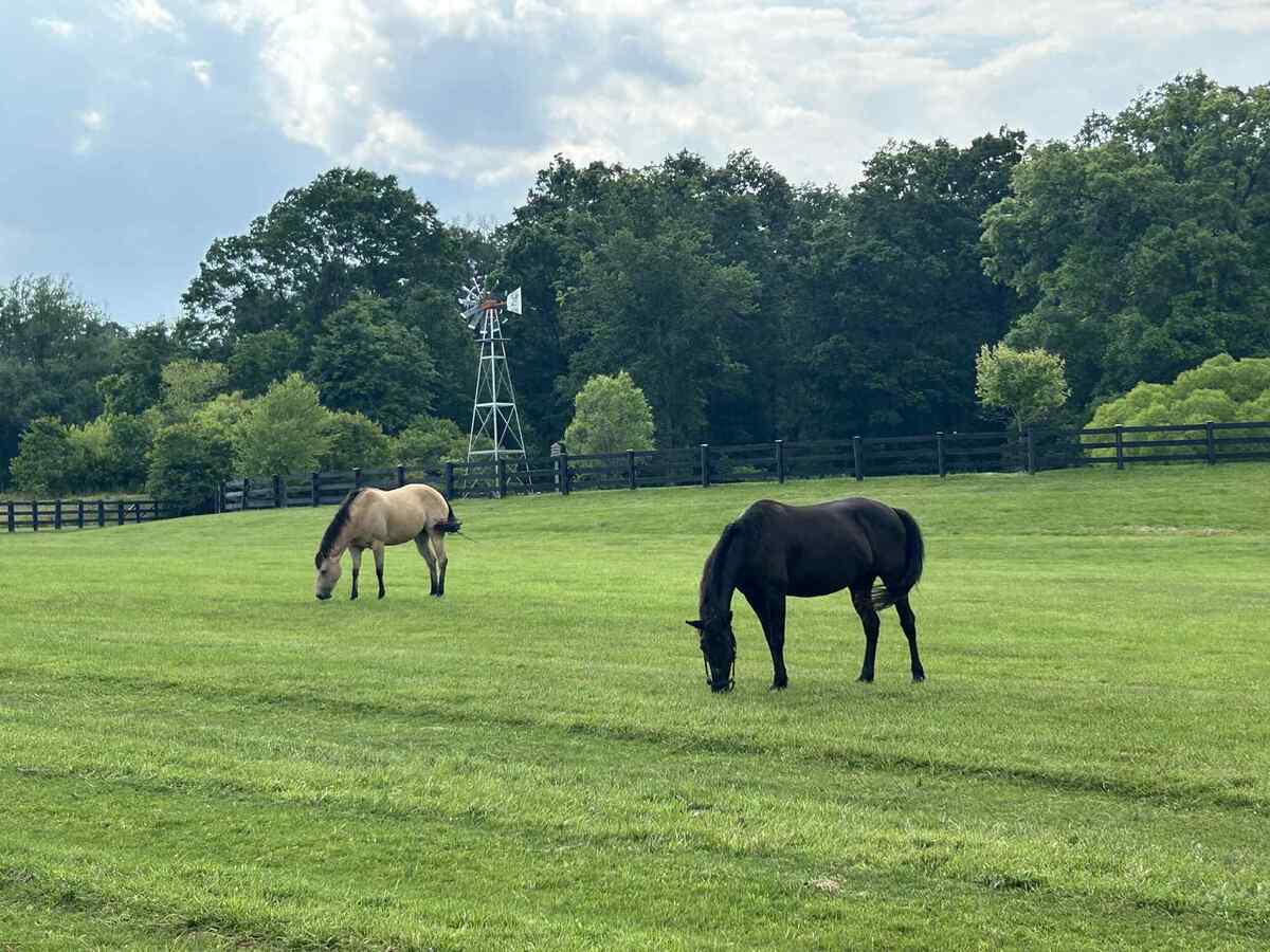 DAKOTA, 20yo American Quarter Horse mare, 14.2hh
