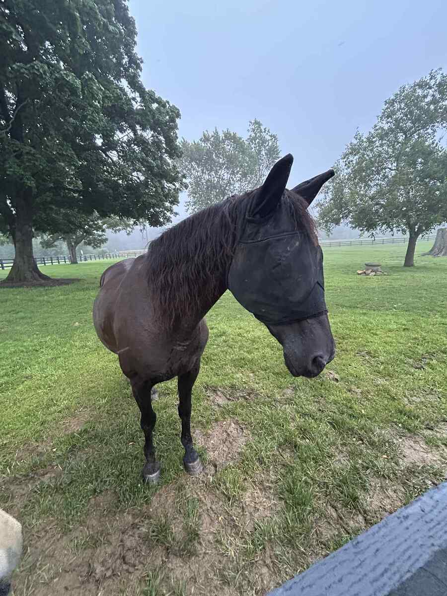 DAKOTA, 20yo American Quarter Horse mare, 14.2hh