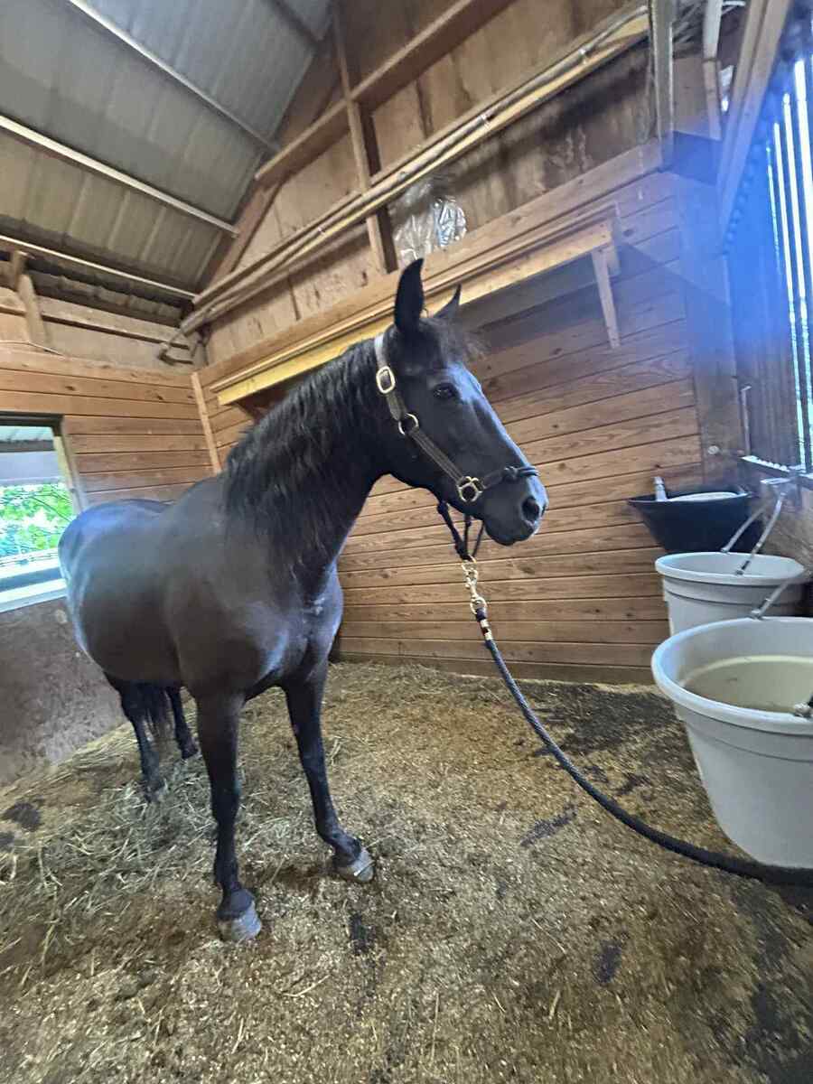 DAKOTA, 20yo American Quarter Horse mare, 14.2hh