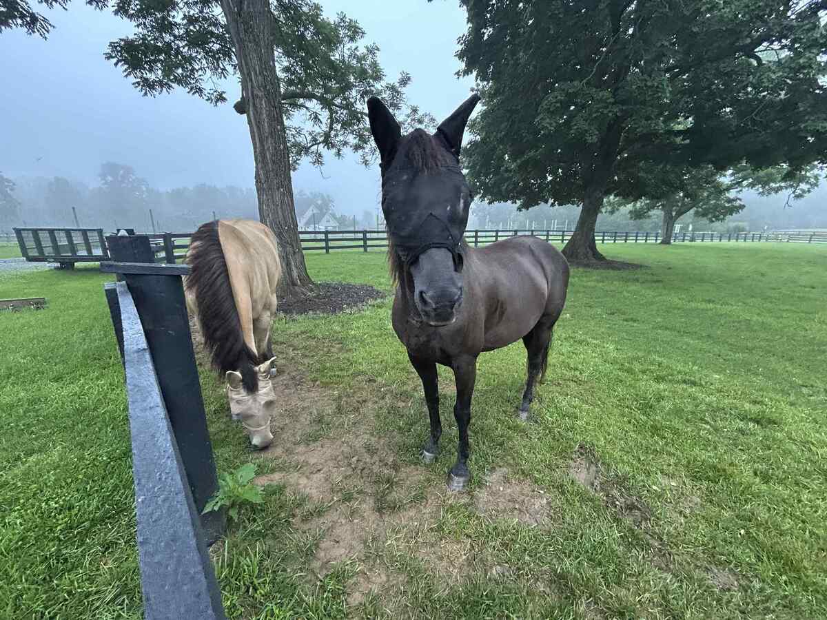 DAKOTA, 20yo American Quarter Horse mare, 14.2hh