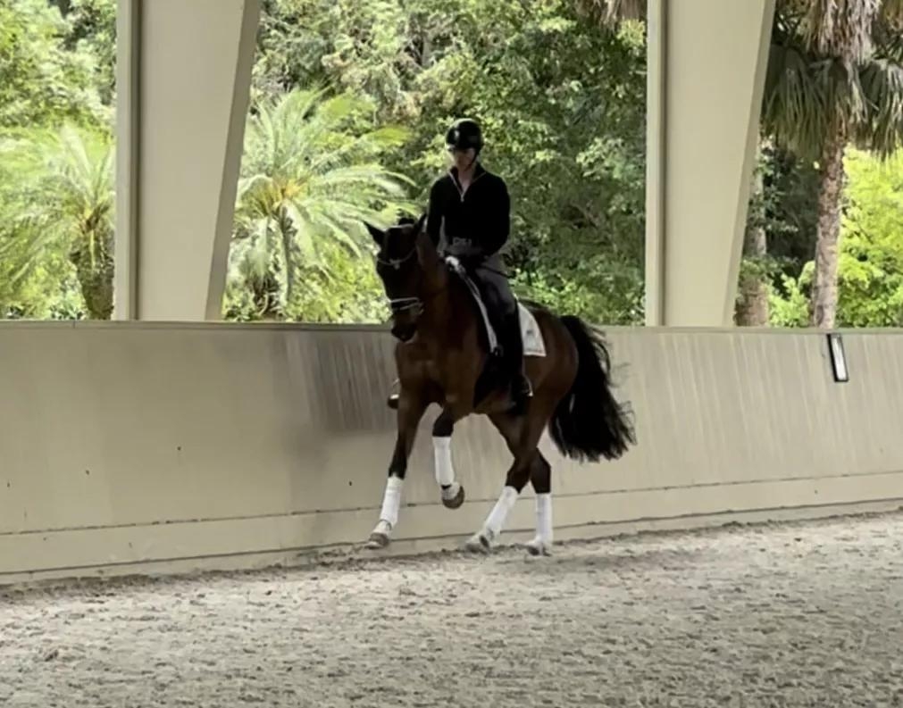 Phoenix, 5yo Dutch Warmblood gelding, 16.0hh