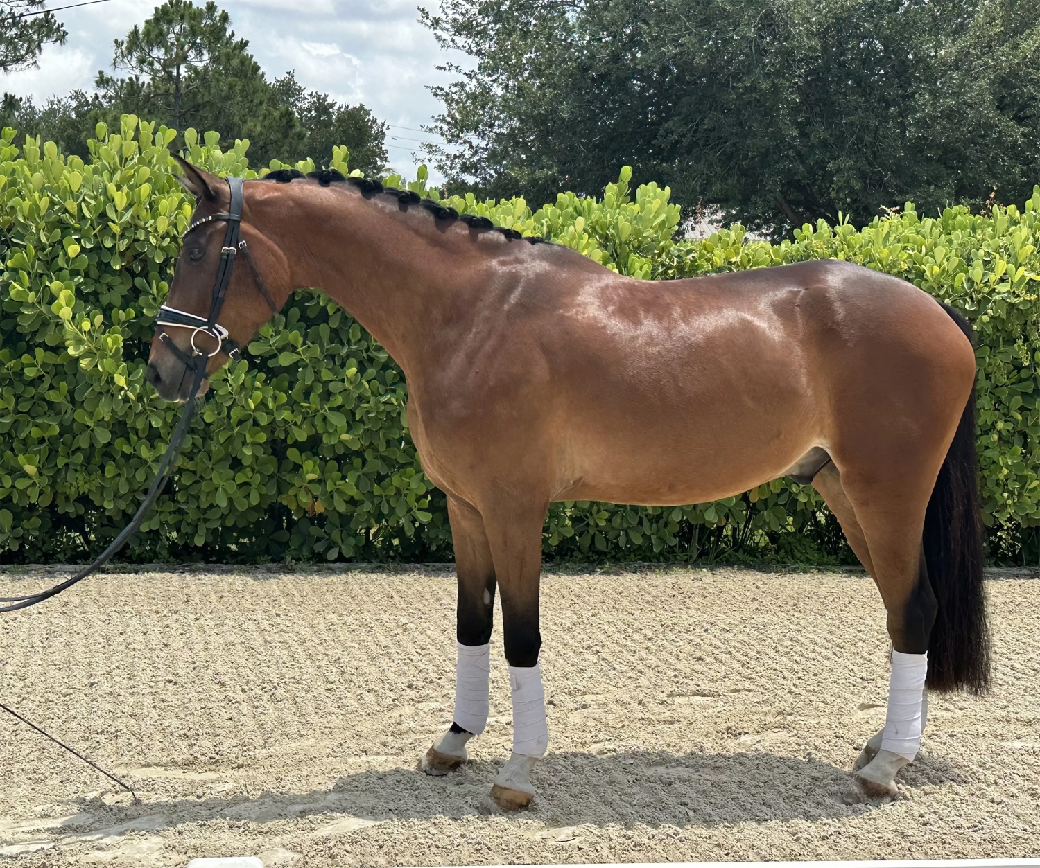 Phoenix, 5yo Dutch Warmblood gelding, 16.0hh