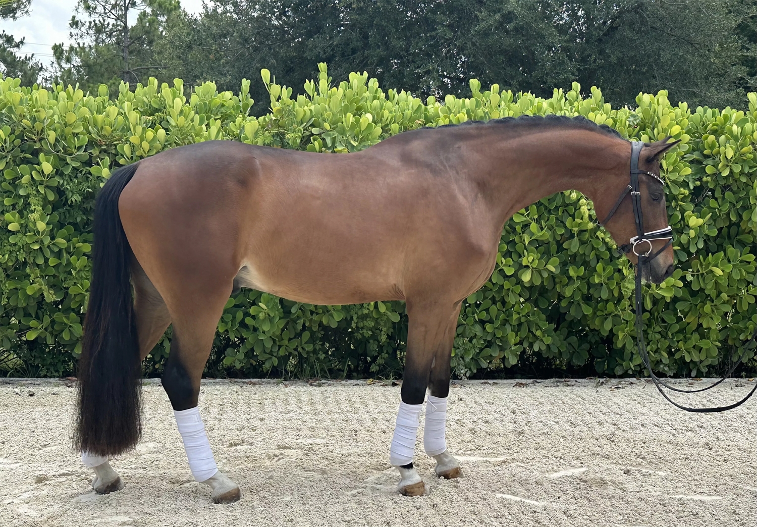 Phoenix, 5yo Dutch Warmblood gelding, 16.0hh
