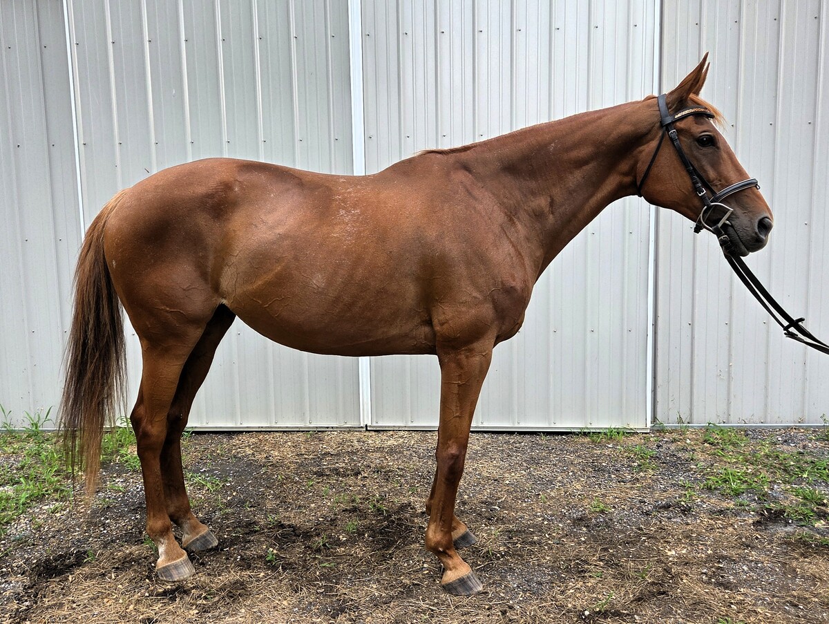 Red Ginger (Cersei), 14yo Thoroughbred mare, 16.2hh