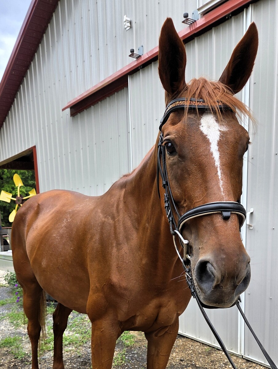 Red Ginger (Cersei), 14yo Thoroughbred mare, 16.2hh