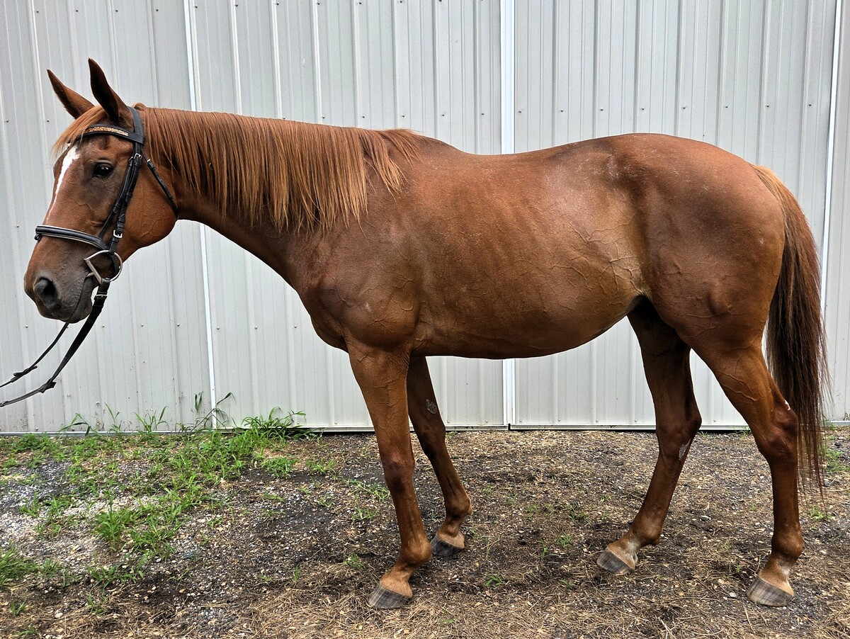 Red Ginger (Cersei), 14yo Thoroughbred mare, 16.2hh