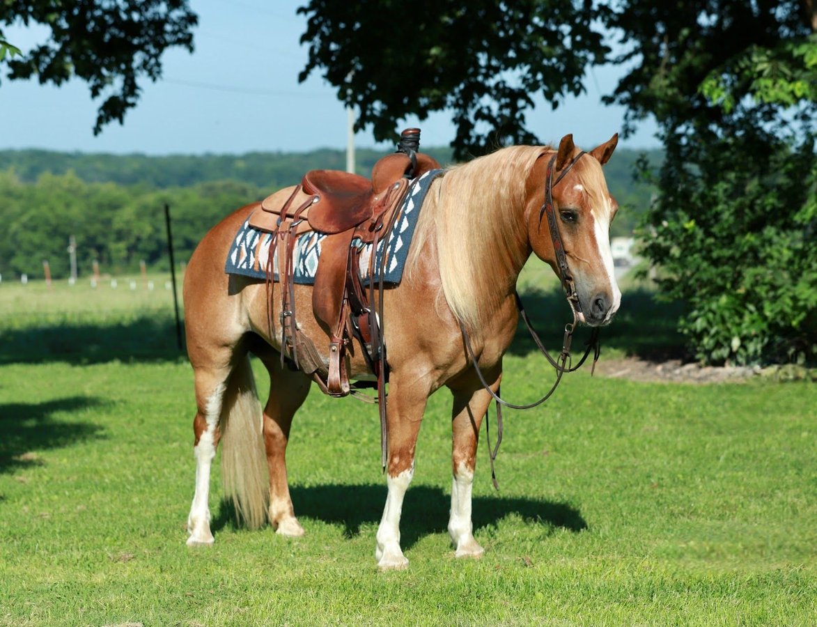 Gypsy Horse, 7yo Gypsy Horse Mix gelding